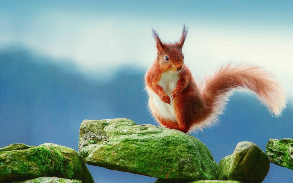 Charming Red Squirrel on Mossy Rock - Serene Nature Background Wallpaper