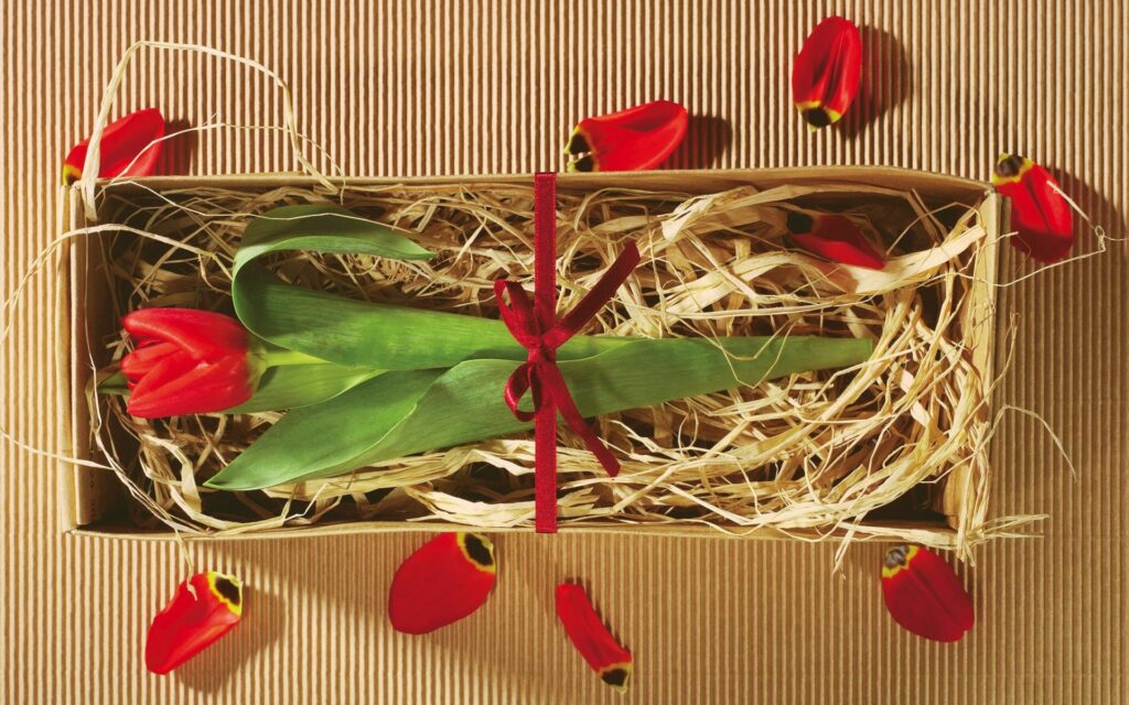 Charming Red Tulip in Rustic Box with Petals & Burgundy Ribbon Wallpaper