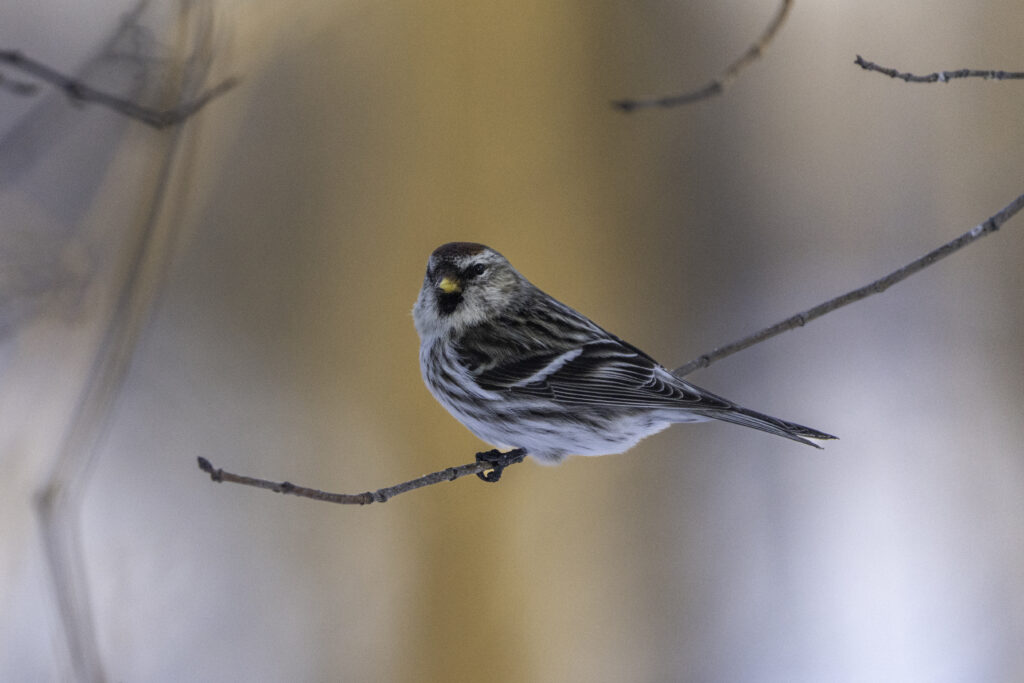Charming Redpoll Perched on Branch - Serene Nature Wallpaper