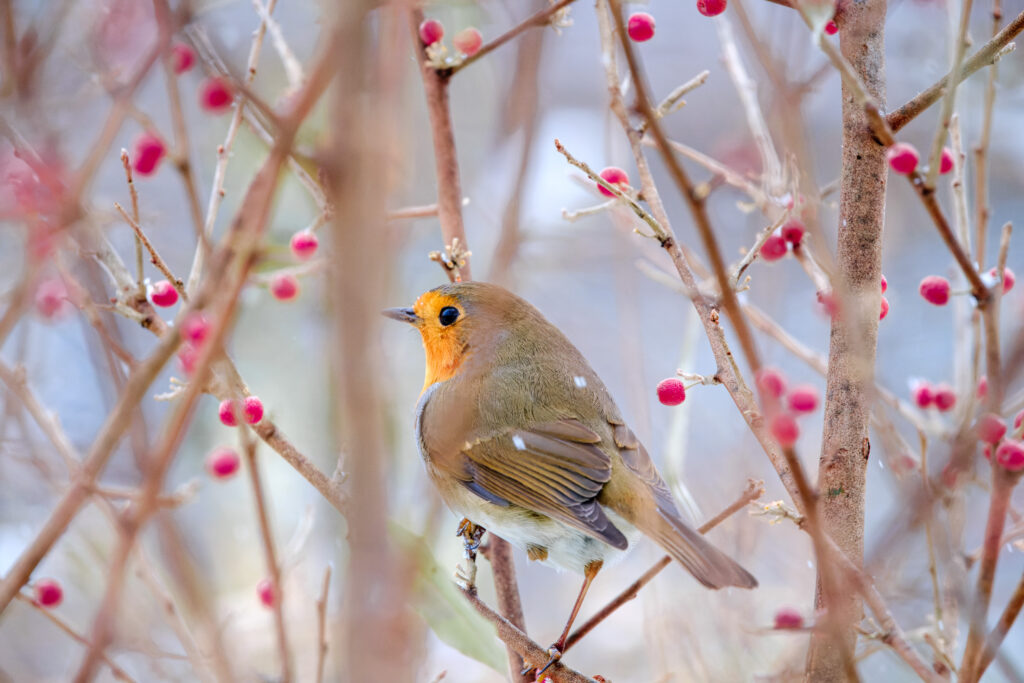 Charming Robin on Branch: Vibrant Wildlife Wallpaper Background