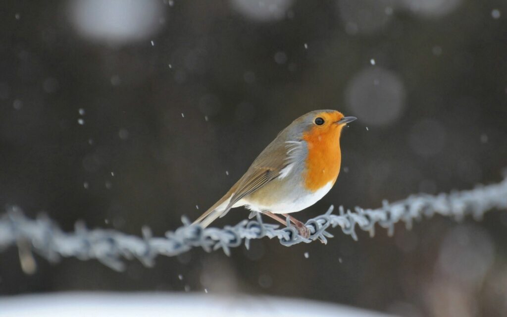 Charming Robin on Twisted Wire Amid Falling Snow - Winter Background Wallpaper