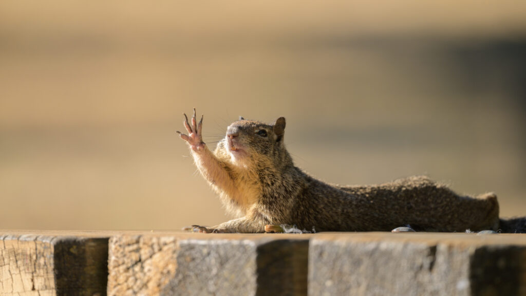 Charming Rock Squirrel Humor: Playful Wallpaper on Rustic Wood