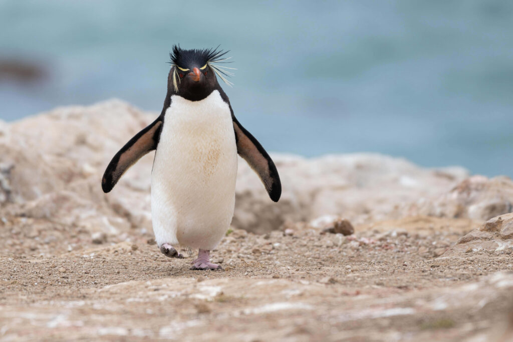 Rockhopper Penguin Strutting on Rocky Shoreline - Coastal Wallpaper