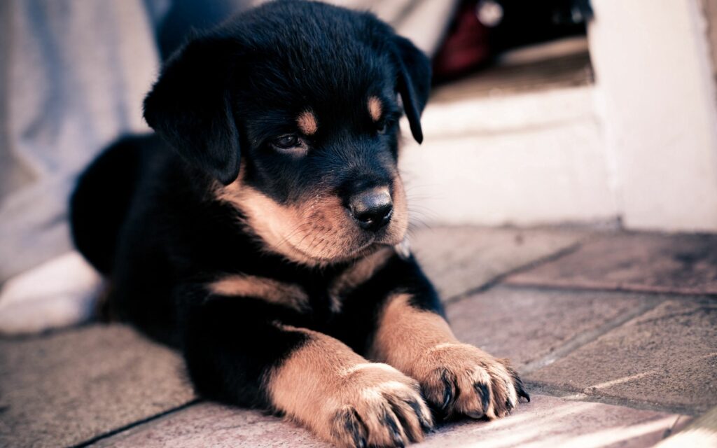 Adorable Rottweiler Puppy Wallpaper: Cute & Cozy Background