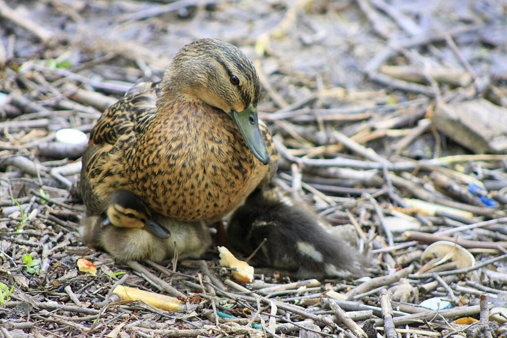 Charming Rouen Duck and Ducklings - Nature's Nurturing Scene Wallpaper