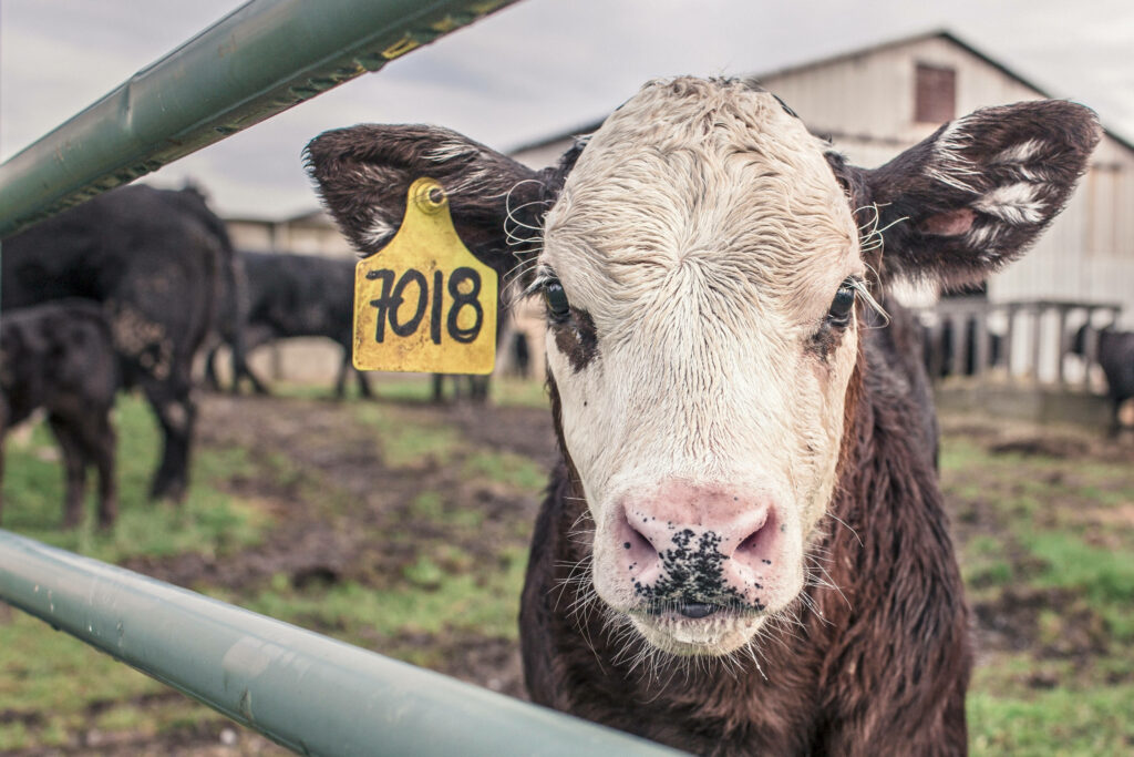 Charming Close-Up of Young Black and White Cow with Barn Background Wallpaper