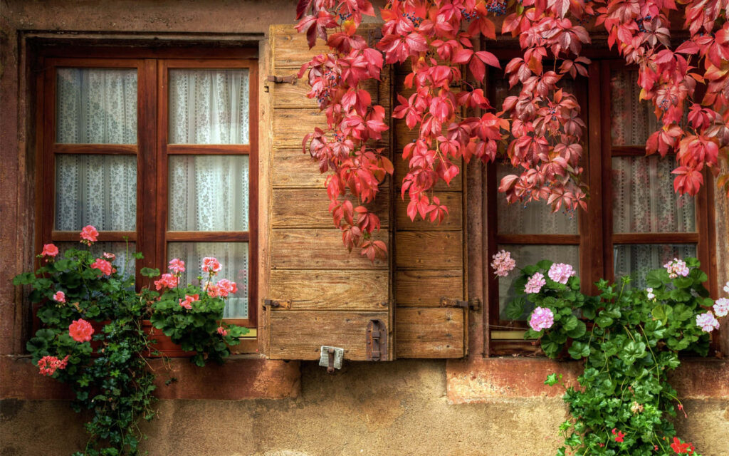 Charming Rustic Window with Autumn Leaves and Vibrant Geraniums Wallpaper