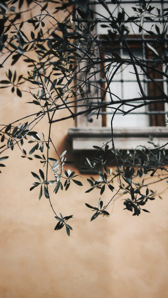 Charming Rustic Window with Green Leaves - Wallpaper Background