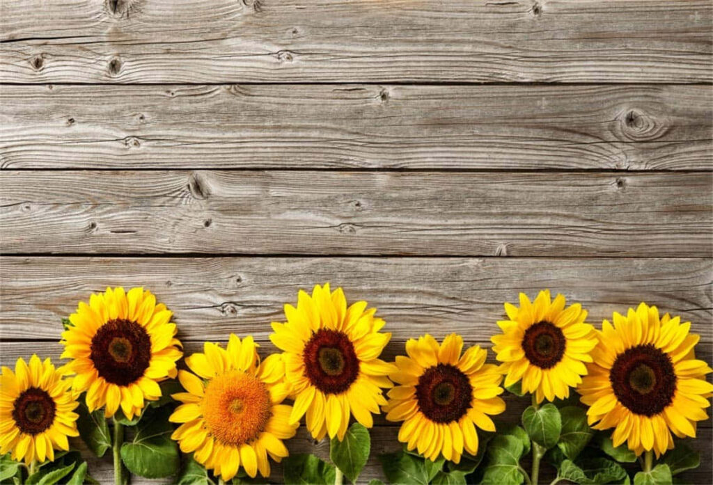 Charming Rustic Wood Background with Vibrant Sunflowers Wallpaper
