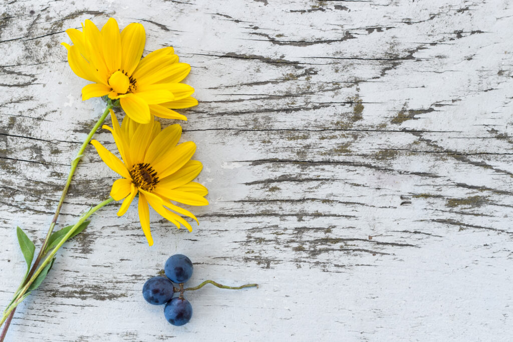 Rustic Wooden Background with Yellow Flowers and Dark Grapes Wallpaper