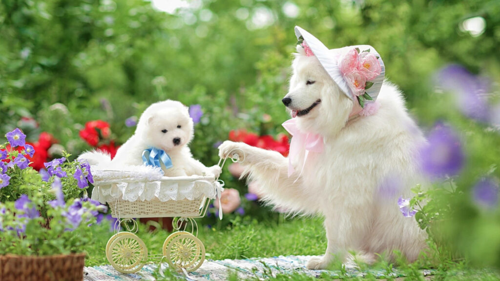 Whimsical Samoyed Pup in a Garden Cart - Joyful Wallpaper