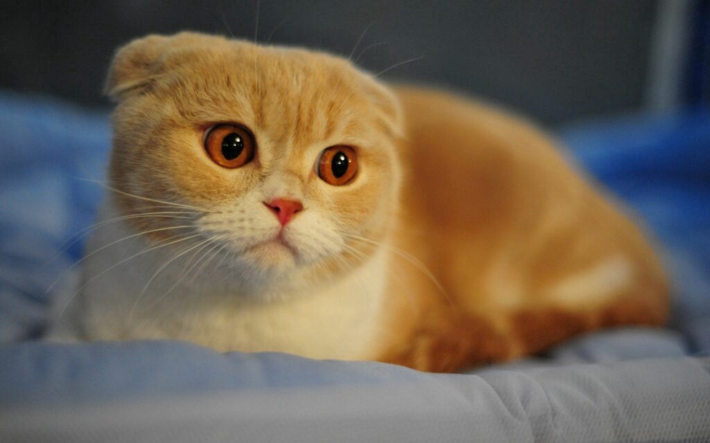 Charming Scottish Fold Cat Wallpaper - 1920x1200 Desktop Background
