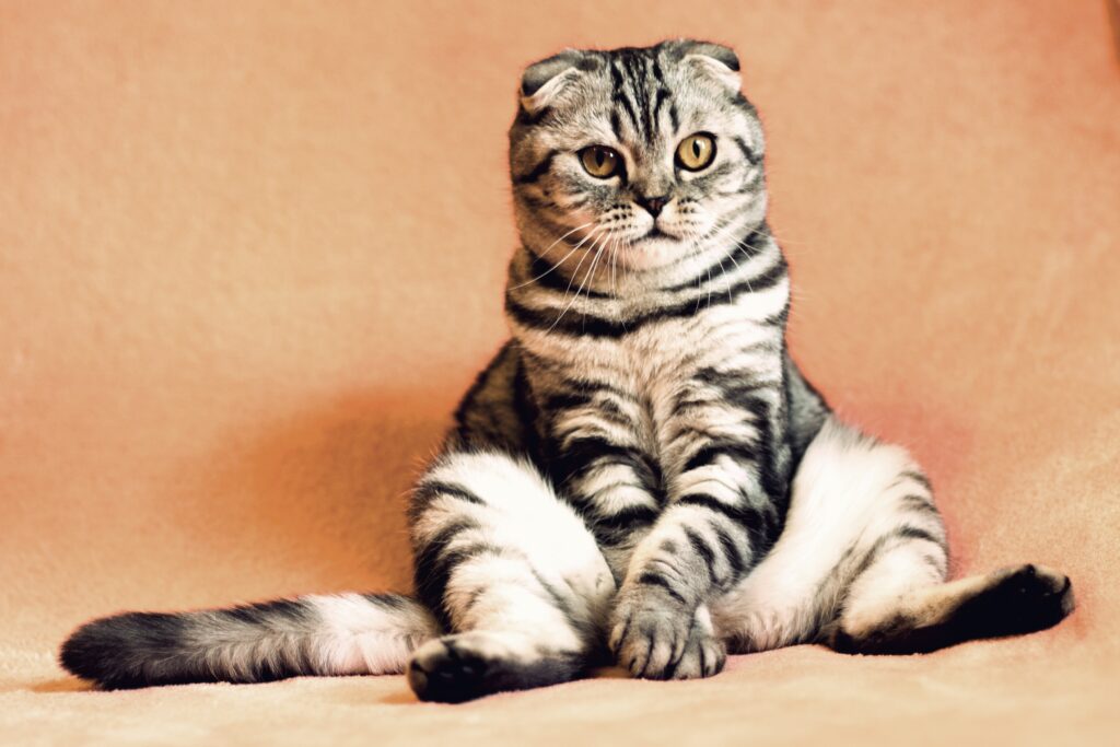 Charming Scottish Fold Cat: Humorous Pose on Soft Background Wallpaper