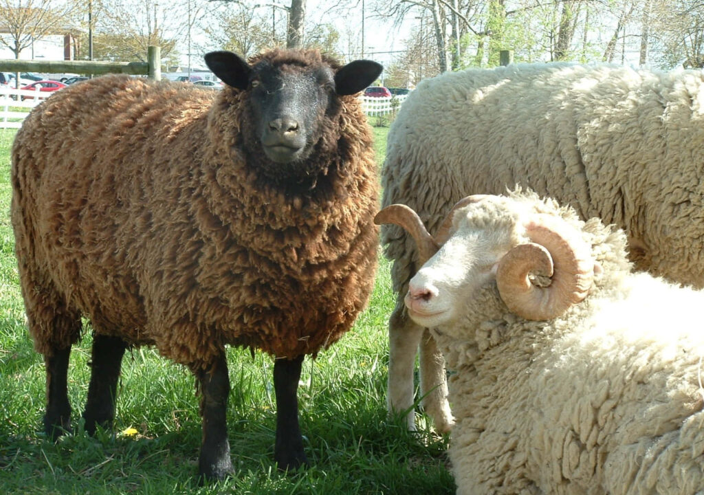 Fluffy Sheep in Sunny Pasture: Rustic Farm Life Beauty Wallpaper