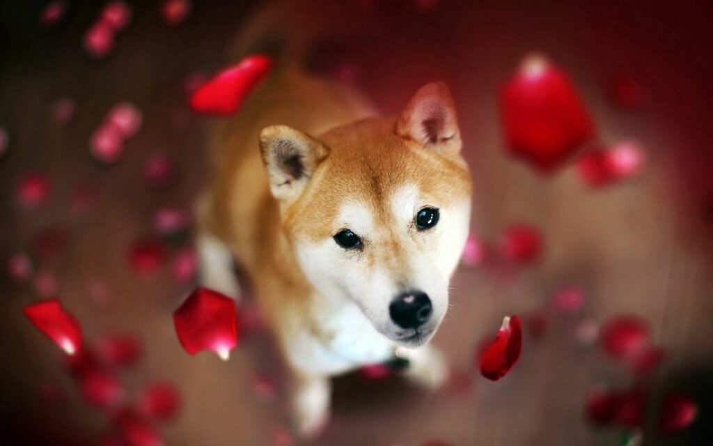 Curious Shiba Inu Amid Floating Red Petals - Whimsical Background Wallpaper