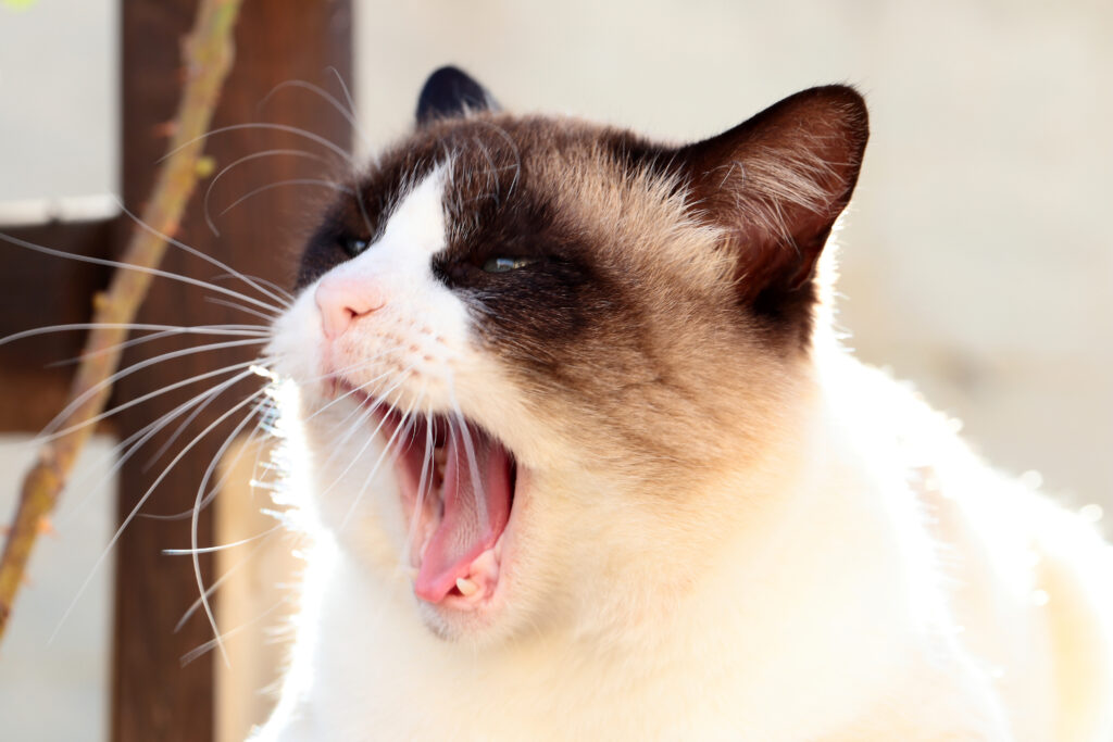 Charming Siamese Cat Yawning - High-Res Wallpaper for Cat Lovers
