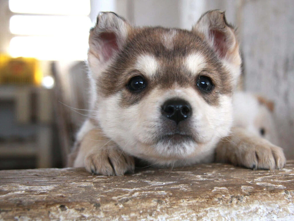 Charming Siberian Husky Puppy Wallpaper for Any Device Background