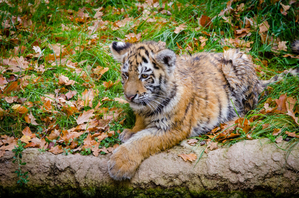 Charming Siberian Tiger Cub Amid Vibrant Autumn Foliage Background Wallpaper