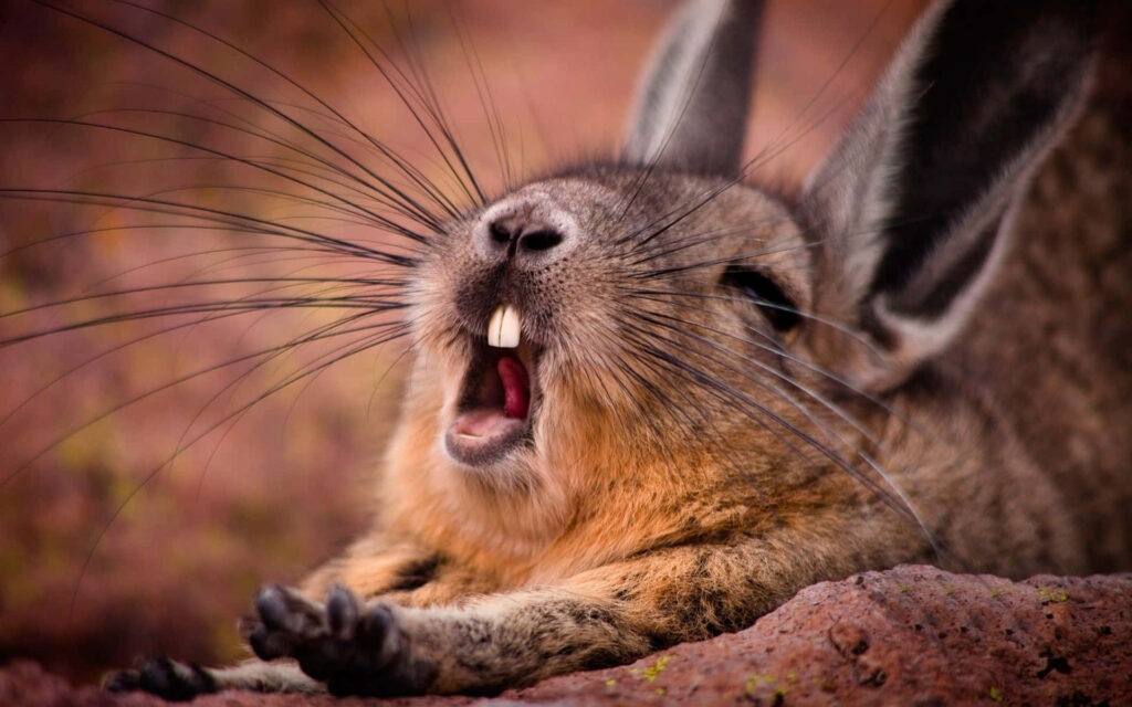 Charming Sleepy Bunny Yawning: Cute Close-Up Wallpaper Background