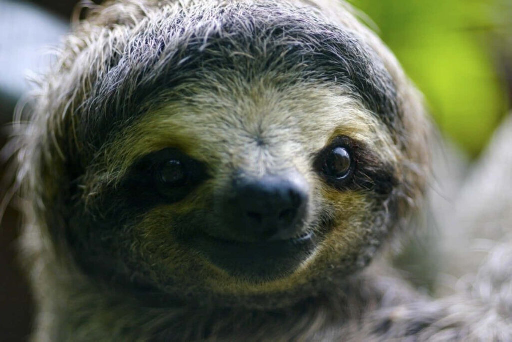 Adorable Sloth Close-Up: Soft Fur & Gentle Smile in Nature's Embrace Wallpaper