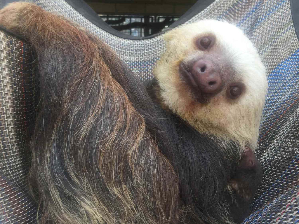 Adorable Sloth in Hammock – Calming Wallpaper Background