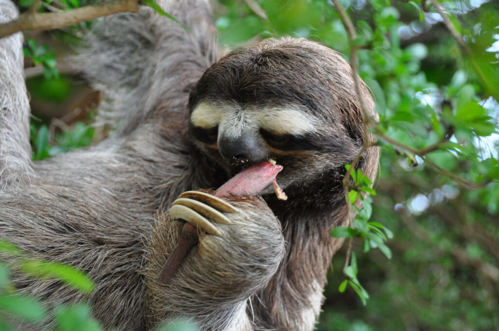 Charming Sloth Snack Time Wallpaper in Lush Green Foliage