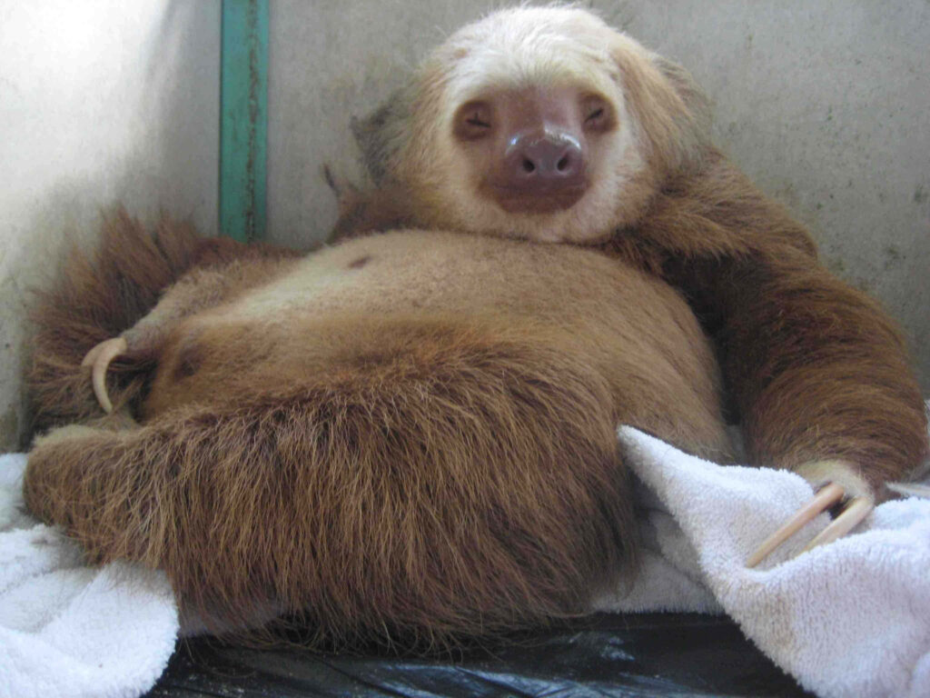 Charming Sloth Wallpaper: Cozy Relaxation in a Humorous Background