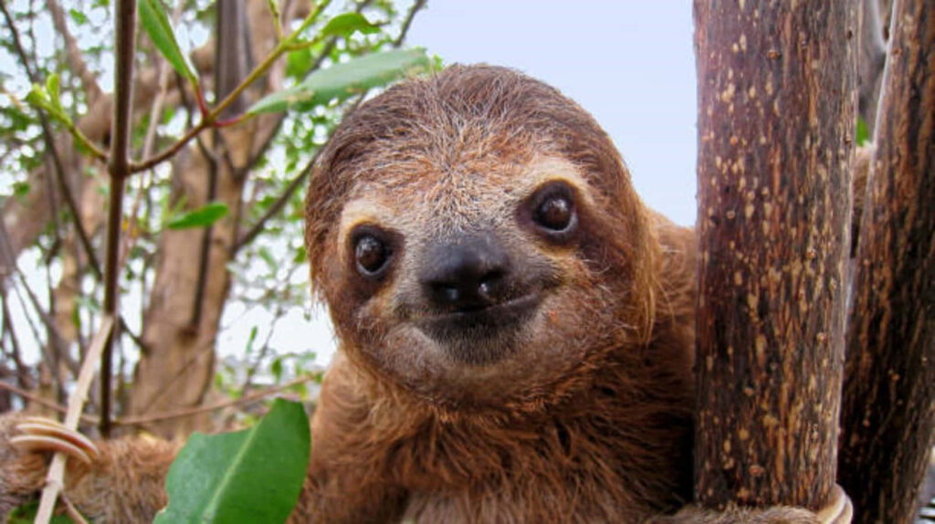 Charming Sloth Wallpaper: Cute & Cozy Jungle Scene Background