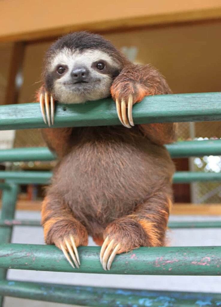 Charming Chubby Sloth Wallpaper: Cute & Humorous Background