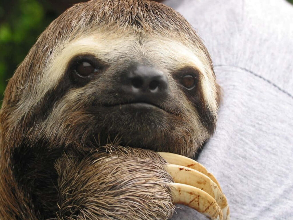 Heartwarming Sloth and Human Hug Wallpaper - Adorable & Funny Scene