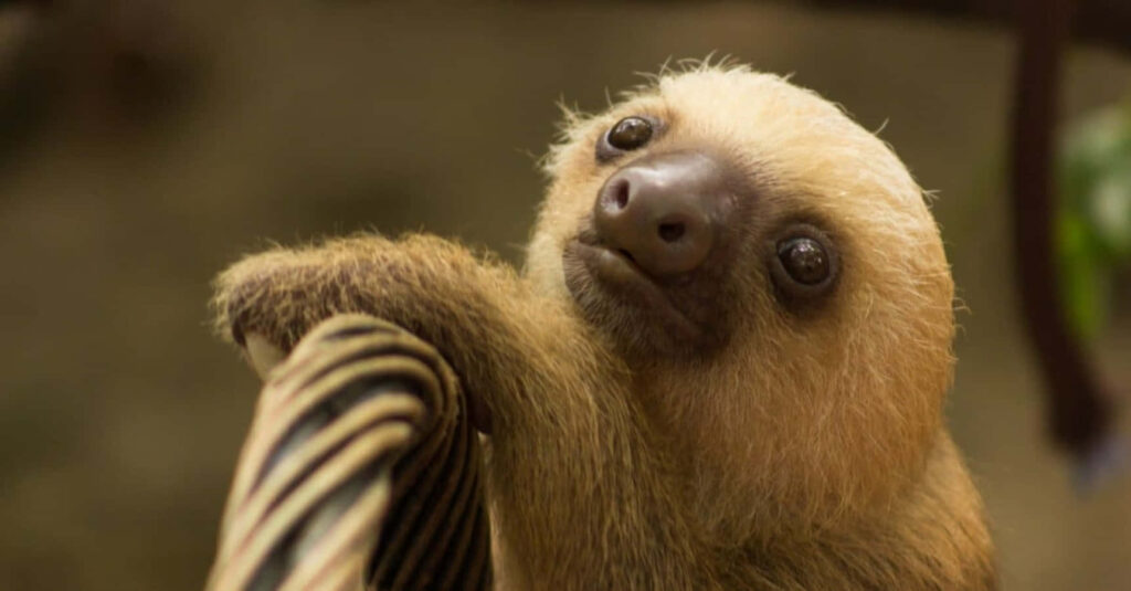 Charming Sloth Wallpaper: Light Brown Fur & Tranquil Natural Background