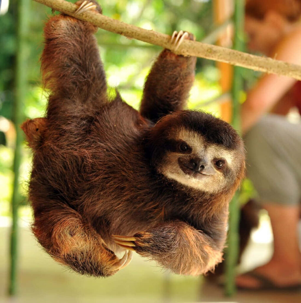 Charming Sloth Wallpaper: Cute & Playful Nature Background