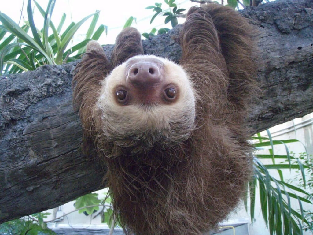 Charming Sloth Wallpaper: Serenity in Lush Green Nature