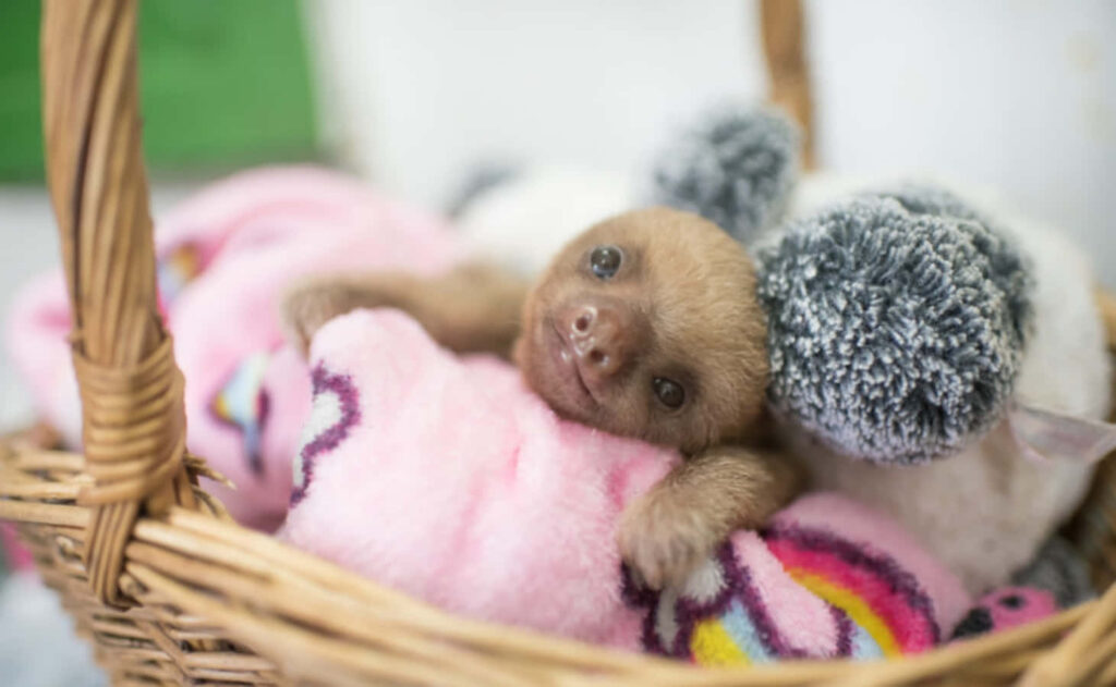 Cozy Sloth in Wicker Basket: Charming Colorful Wallpaper Background
