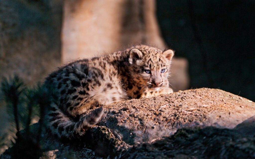 Serene Snow Leopard Cub Wallpaper - 1920x1200 Nature Background