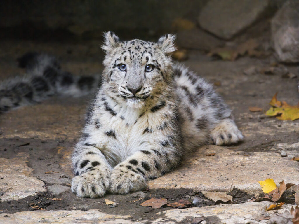 Charming Snow Leopard Cub Wallpaper: Relaxed Beauty on Rocky Surface