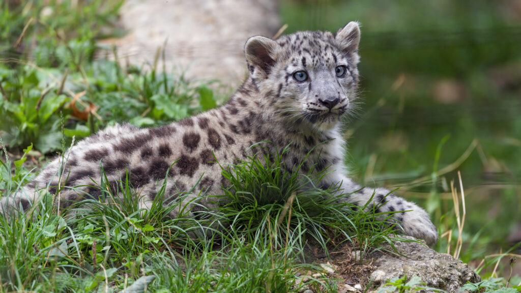Charming Snow Leopard Cub Wallpaper: Lush Green Wildlife Background