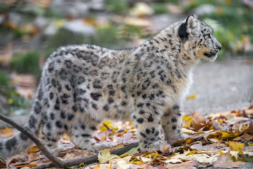 Charming Snow Leopard Cub in Vibrant Autumn Leaves - Serene Wildlife Background Wallpaper