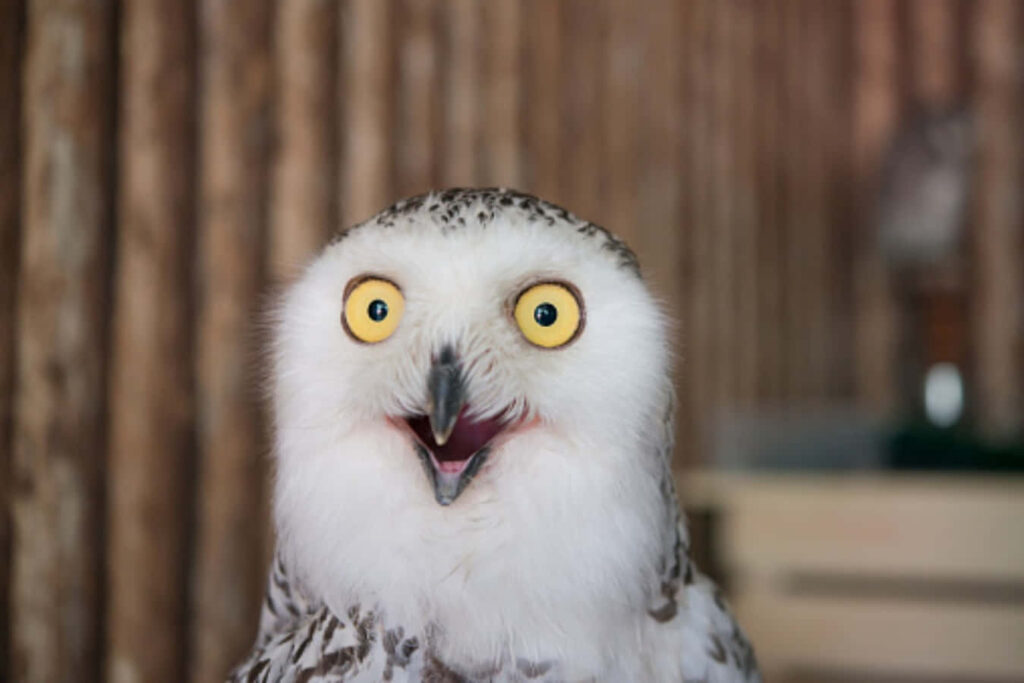 Charming Snowy Owl Wallpaper: Expressive Eyes & Humorous Expression