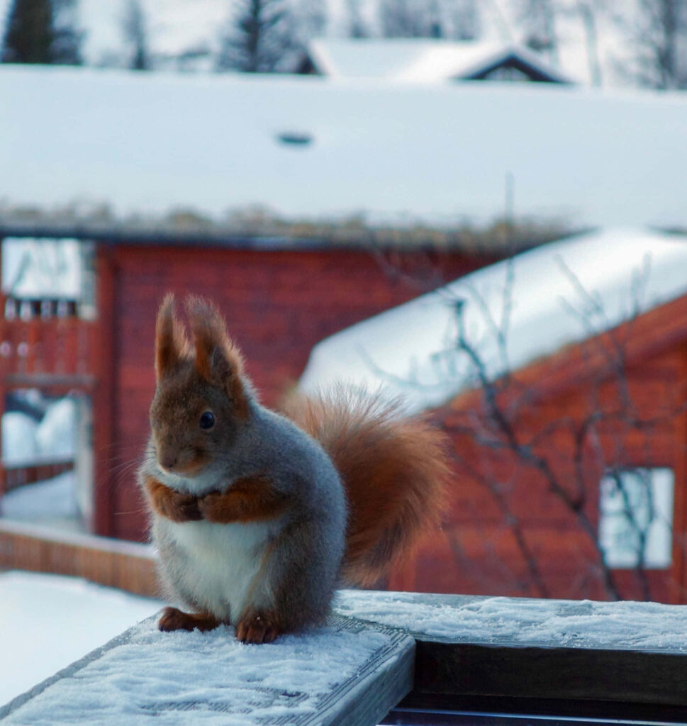 Fluffy Squirrel on Snowy Surface: Charming Winter Wallpaper