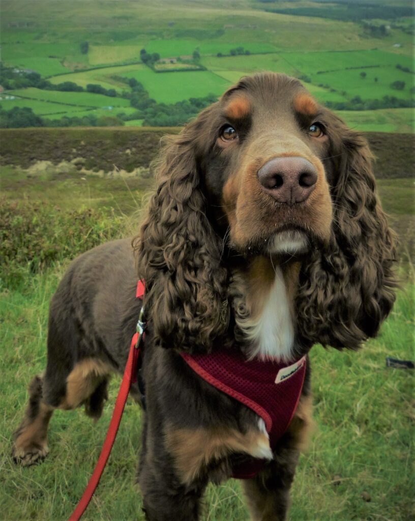 Charming Spaniel Wallpaper: Lush Hills & Expressive Eyes