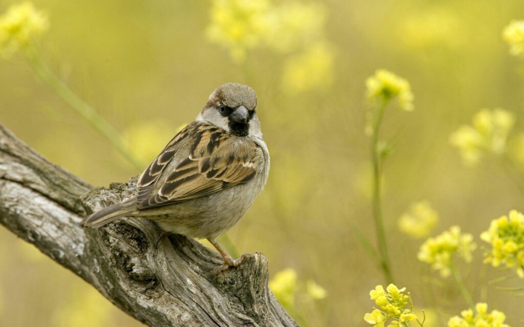 Charming Sparrow Wallpaper - Nature's Beauty in Soft Greens & Yellows