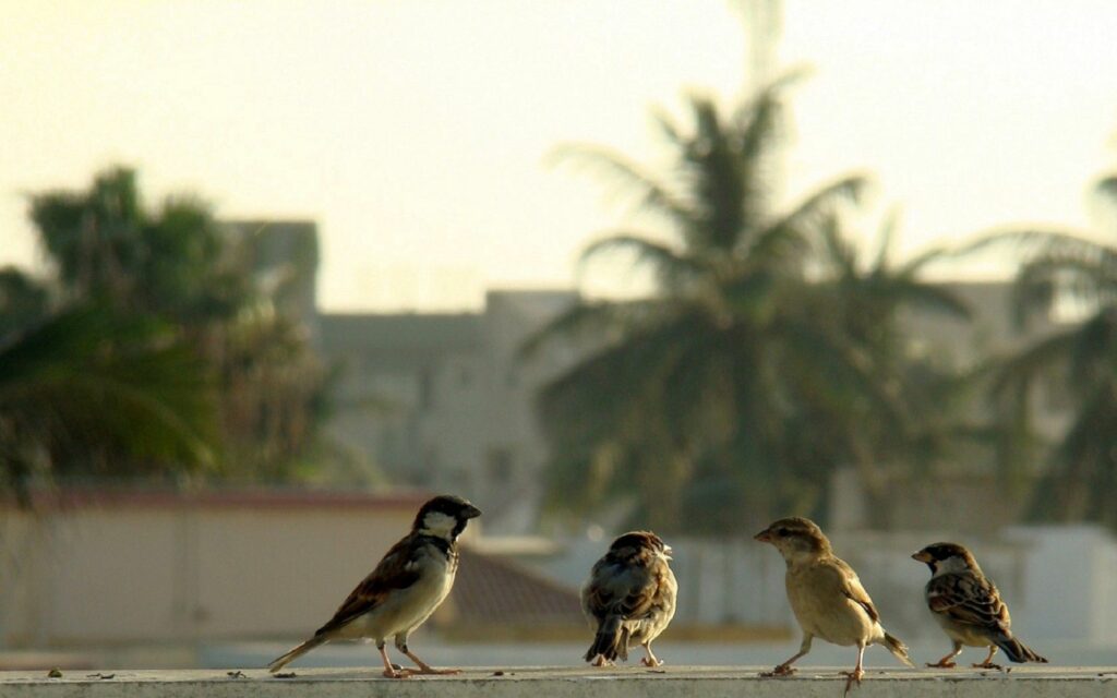 Charming Sparrow Scene Wallpaper: 1680x1050 with Palm Trees