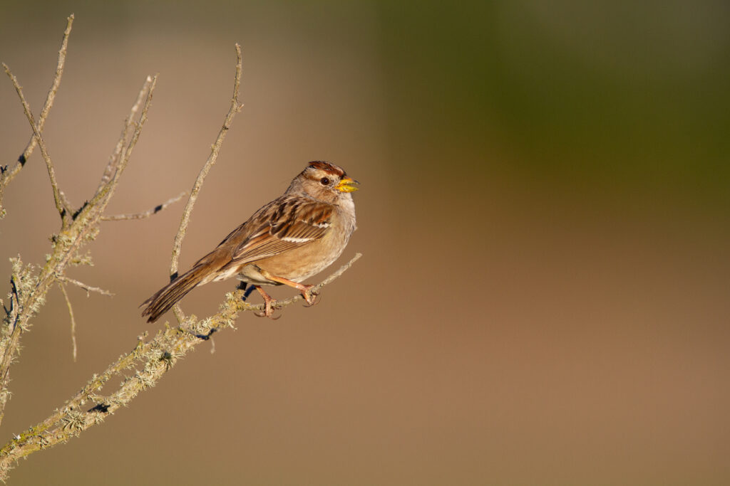Charming Sparrow on Branch Wallpaper - Serene Nature Background