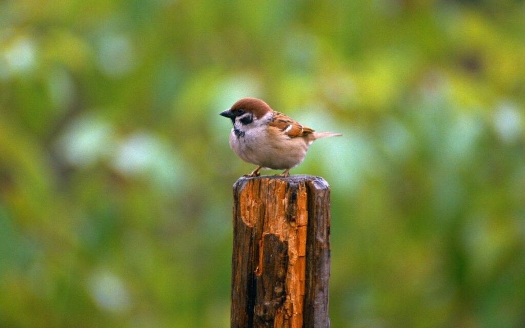 Charming Sparrow Wallpaper on Weathered Post - 1680x1050 Background