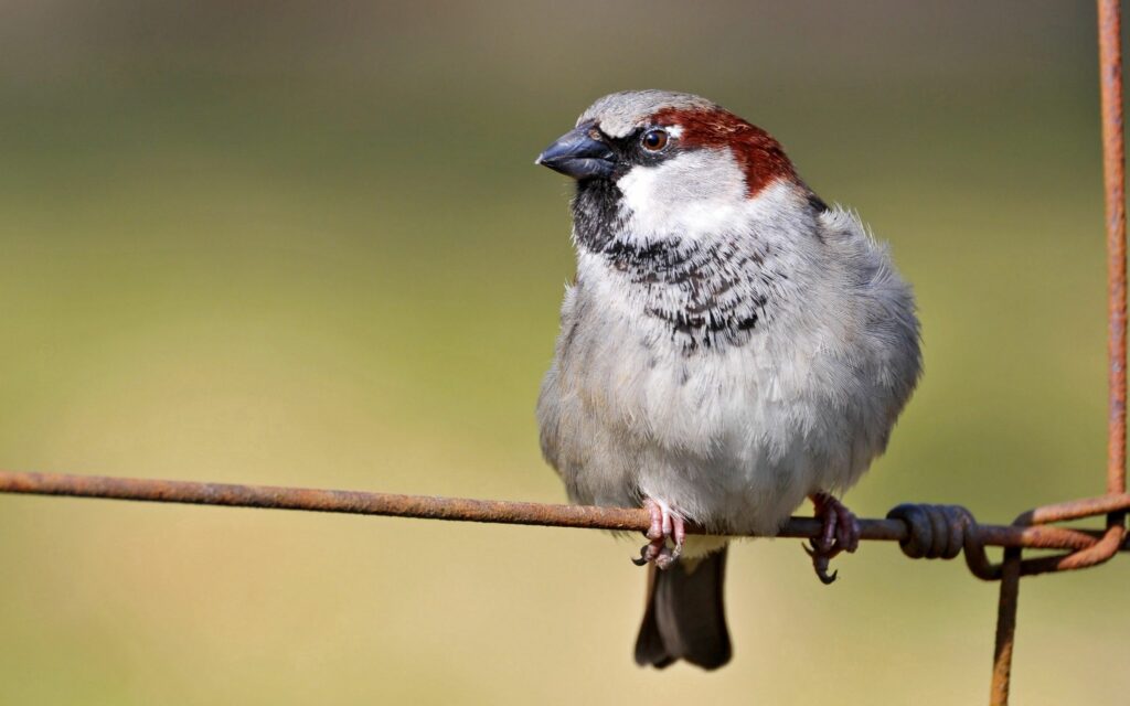 Charming Sparrow on Rustic Branch - Serene Nature Wallpaper 2560x1600