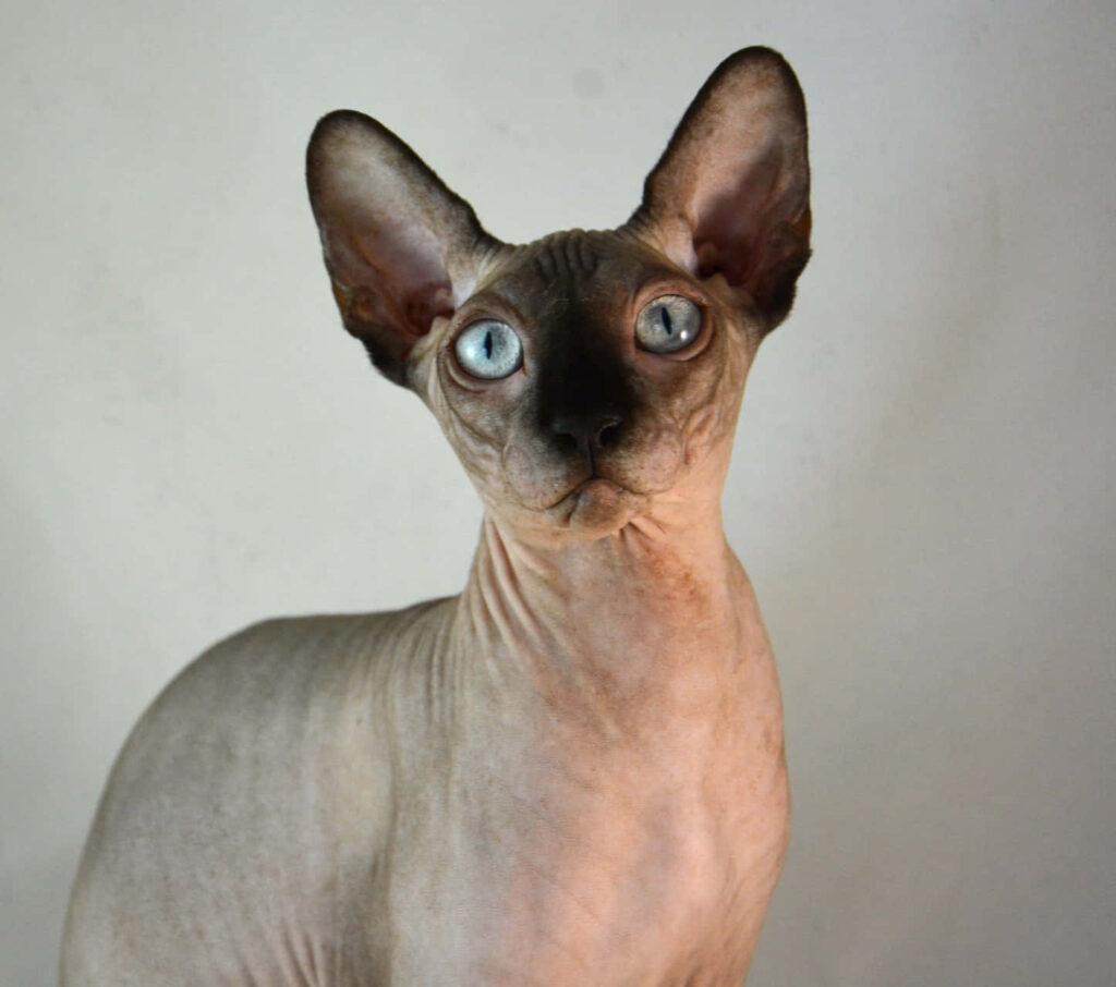 Charming Sphynx Cat Wallpaper: Striking Blue Eyes & Hairless Beauty