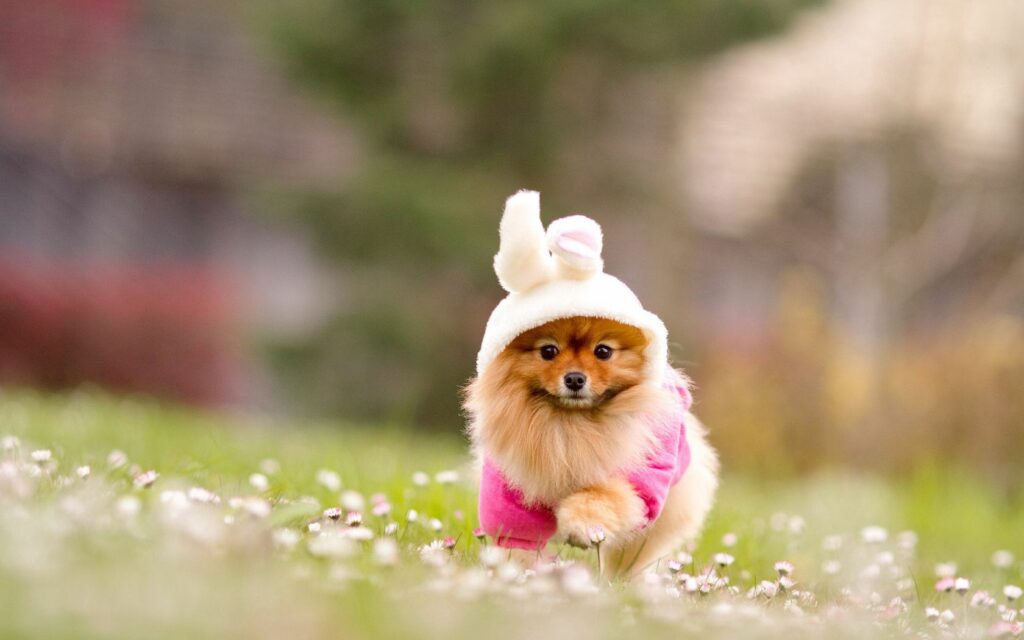Charming Spitz in Cute Outfit Prancing on Lush Field Wallpaper