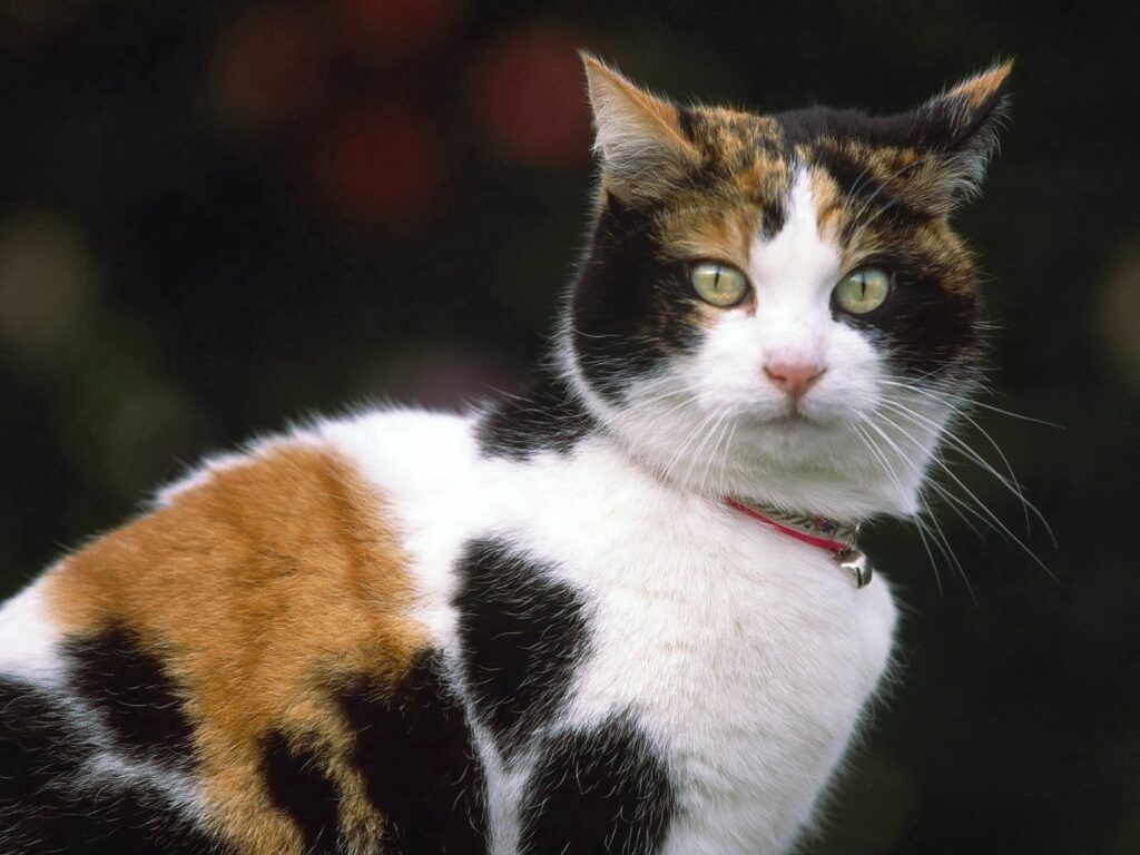Charming Spotted Cat Wallpaper: Black, White & Orange Feline Design