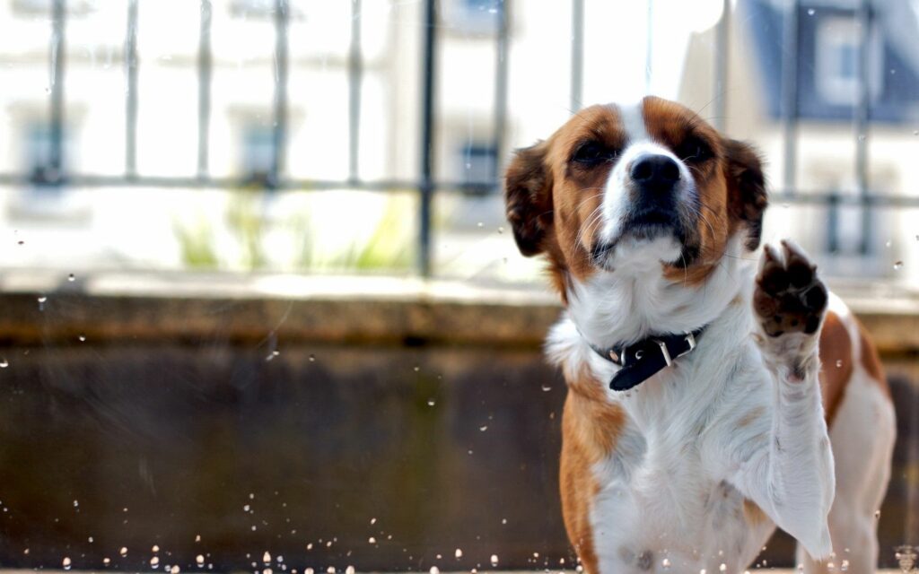 Charming Spotted Dog Wallpaper: Muzzle Against Glass, Energetic Background